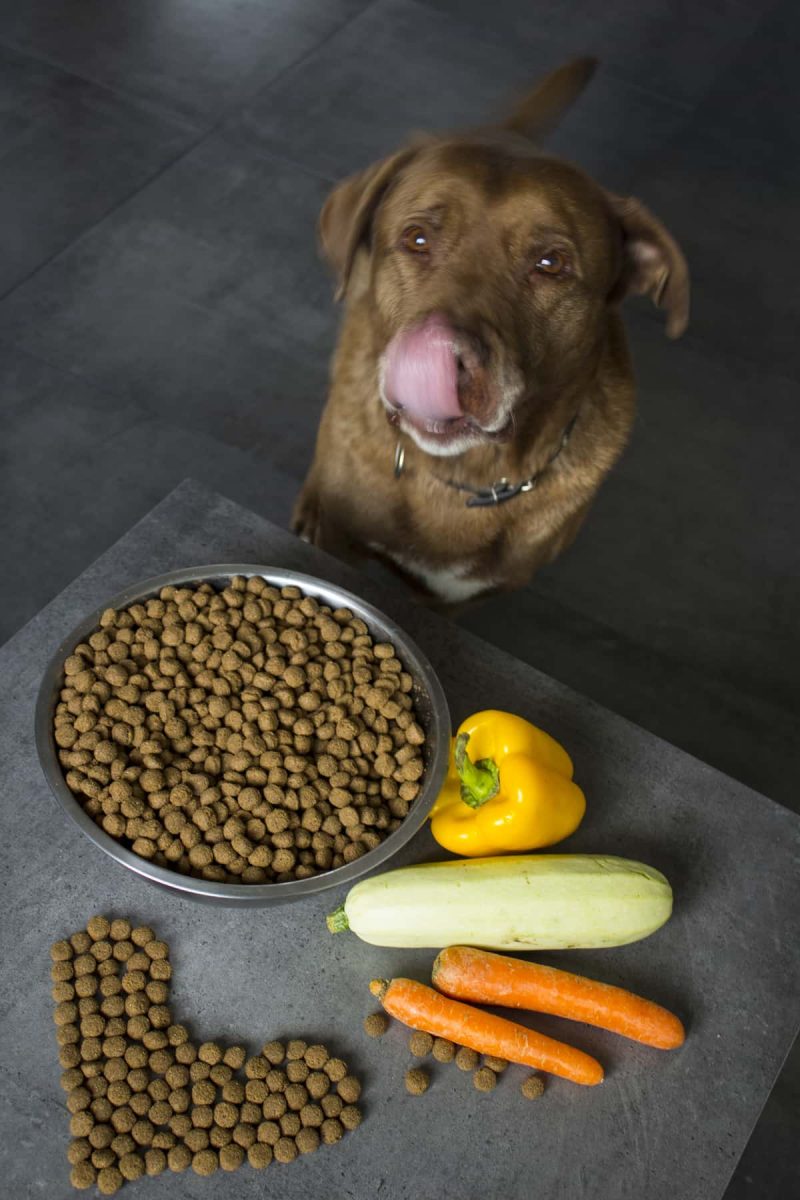 Will Labrador Retrievers Eat Themselves to Death?